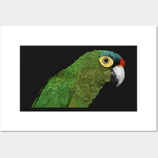 Eupsittula canicularis Posters and Art